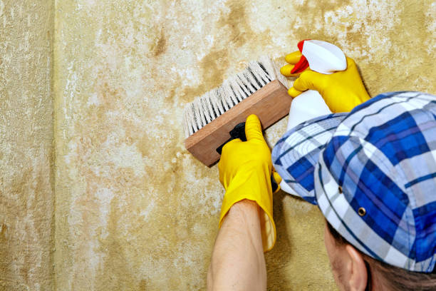 Best Mold Documentation for Insurance Claims  in Mechanicsburg, PA